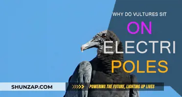 Vultures on Electric Poles: The Perch of Power