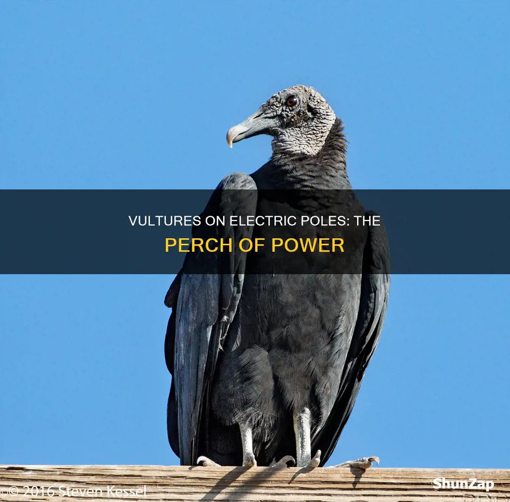 why do vultures sit on electric poles
