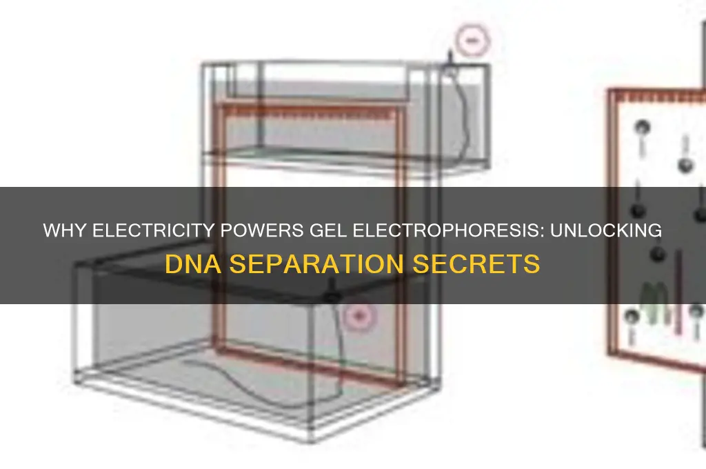 why do we use electricity for gel electrophoresis