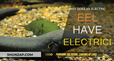 Electric Eels: Nature's Electricians and Their Powers Explained