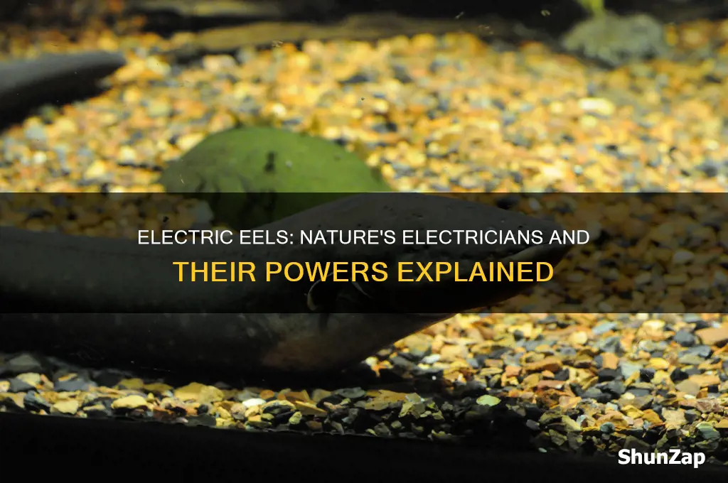 why does an electric eel have electricity