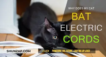 Cat's Electrical Cord Fascination: Why the Obsession?