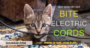 Cat Chewing Cords: Why and How to Stop Them