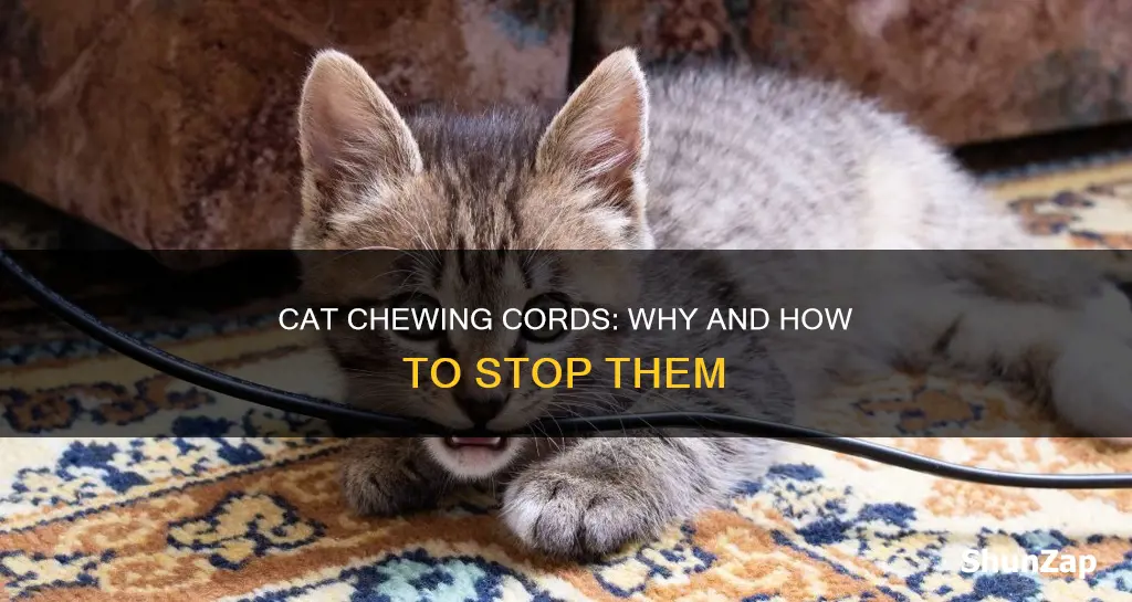 why does my cat bite electrical cords