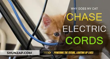 Curiosity and Danger: Cats and Electrical Cords