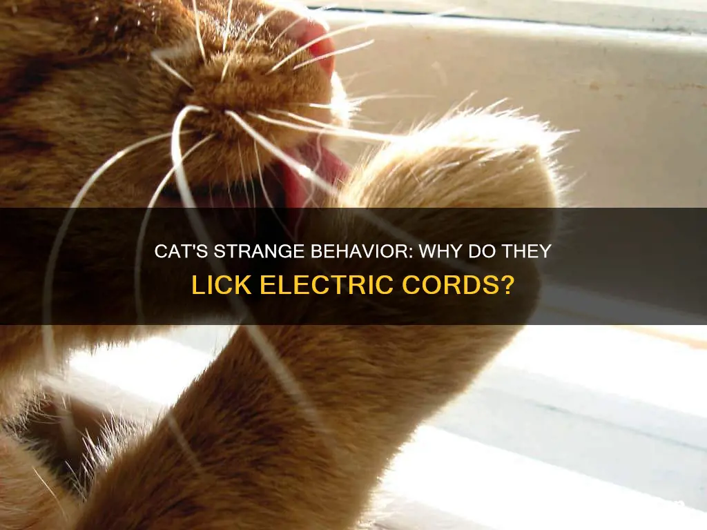 why does my cat lick electric cords