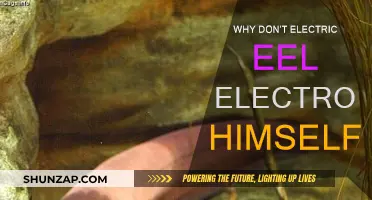 Electric Eel: How Does It Avoid Self-Electrocution?