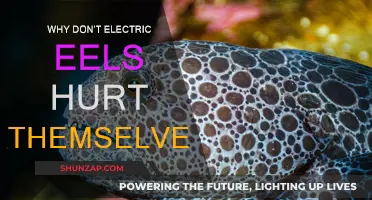 Electric Eels: Masters of Self-Defense, Not Self-Harm