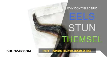Electric Eels: Masters of Self-Control