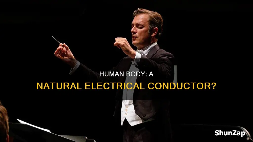 why human body is conductor of electricity