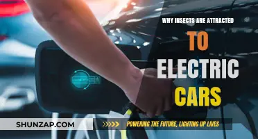 Electric Cars and Insects: Unraveling the Buzzing Attraction Mystery