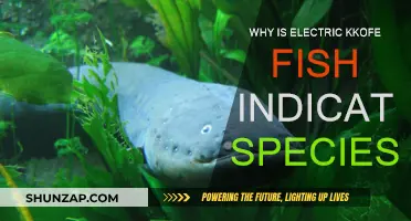Electric Koffe Fish: Nature's Sentinels