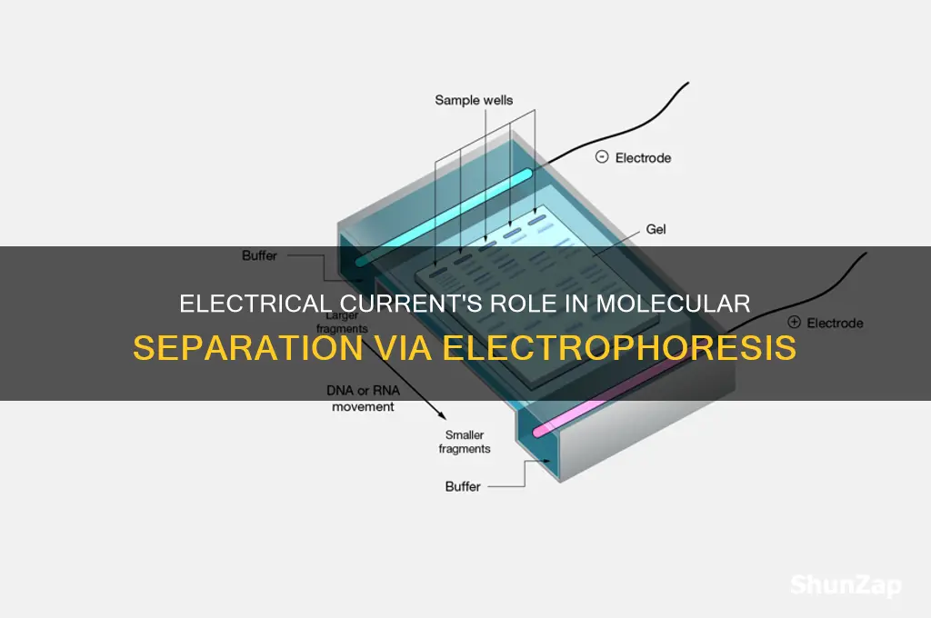 why is electrical current necessary to separate molecules using electrophoresis