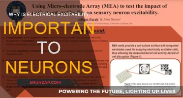 Electrical Excitability: Neurons' Superpower for Communication