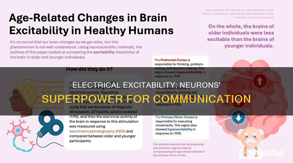 why is electrical excitability important to neurons