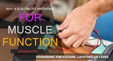 Electricity's Role in Muscle Function and Movement