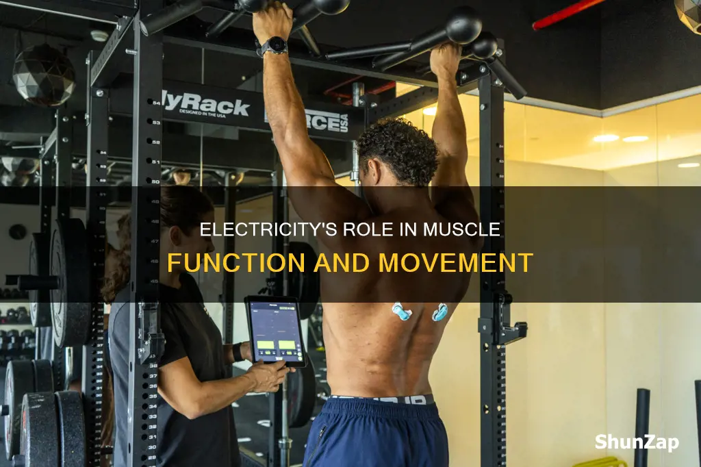 why is electricity important for muscle function