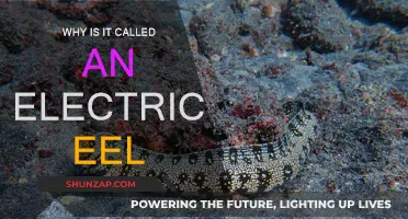 Electric Eel: How Did It Get Its Name?