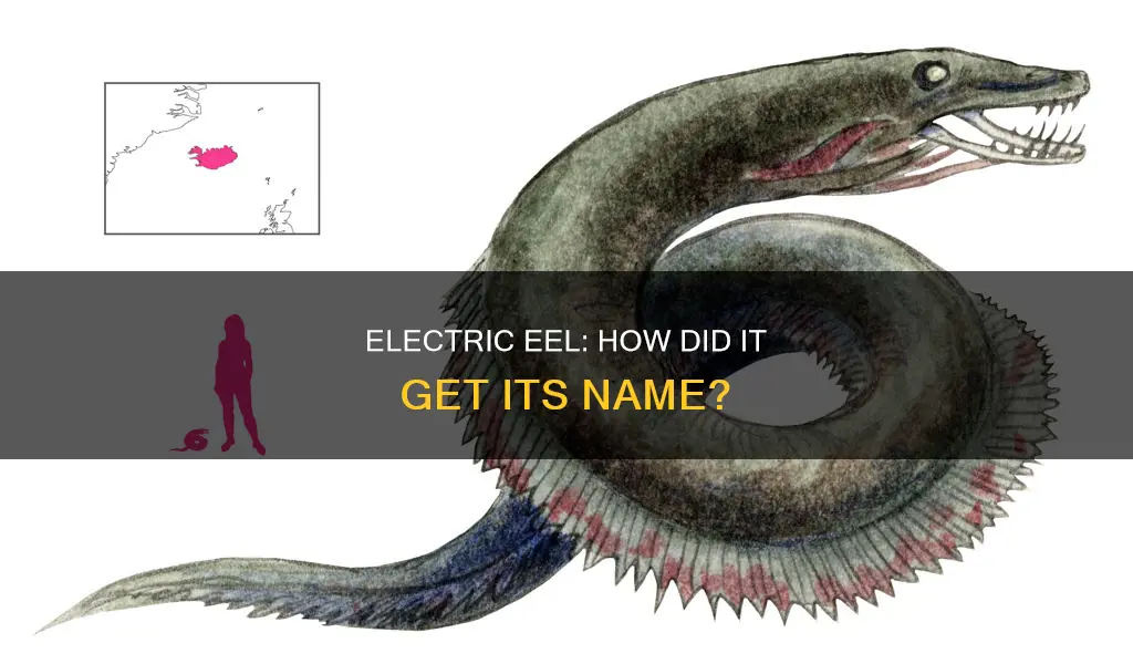 why is it called an electric eel