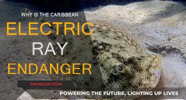 Caribbean Electric Ray: Endangered by Human Activity