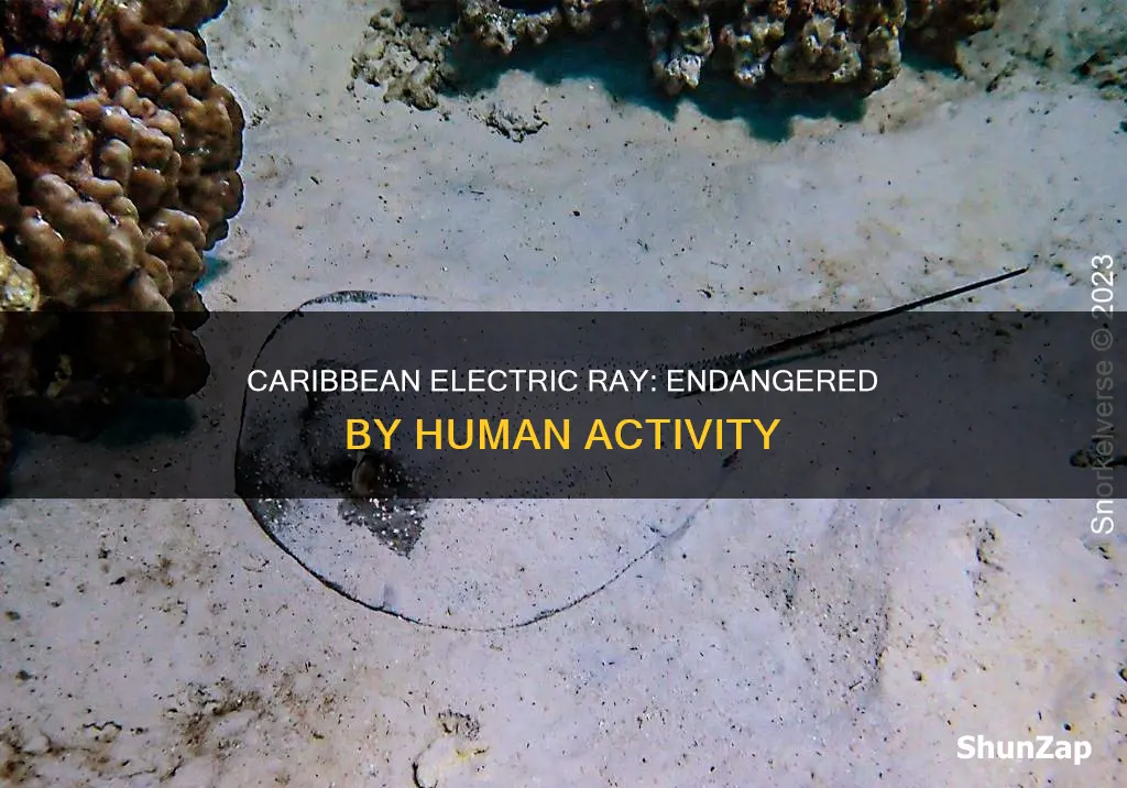 why is the caribbean electric ray endangered