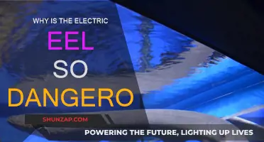 Electric Eel: A Shocking Danger in the Water