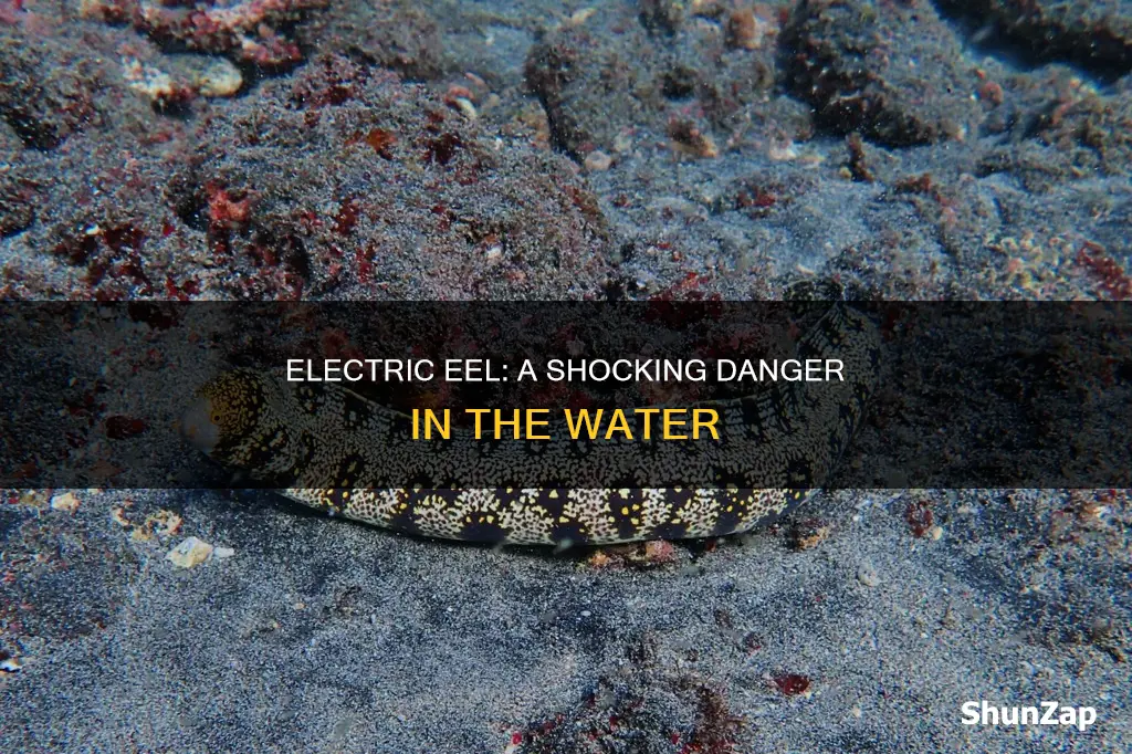 why is the electric eel so dangerous