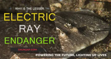 The Lesser Electric Ray: Endangered by Human Activity