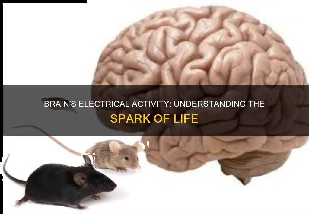 why is there electrical activityin the brain