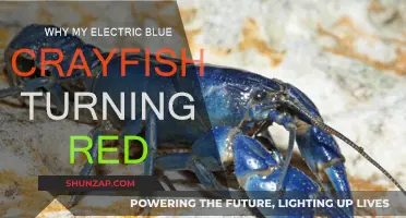 Electric Blue Crayfish: Why the Color Change to Red?