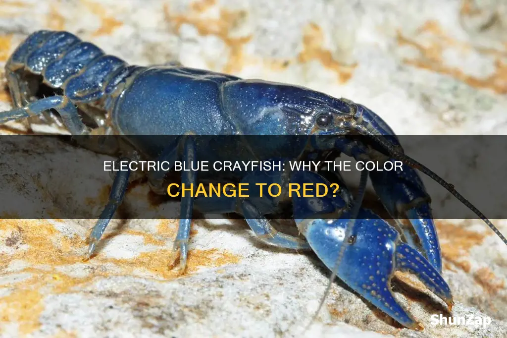 why my electric blue crayfish turning red