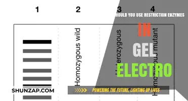 Enhance Gel Electrophoresis Precision with Restriction Enzymes: Key Benefits