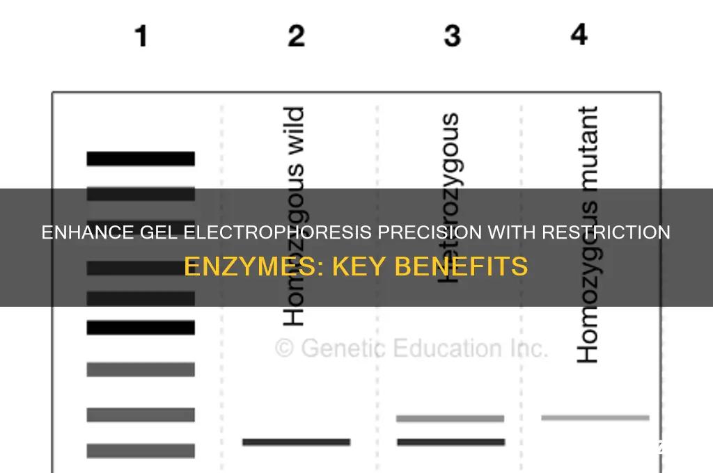 why should you use restriction enzymes in gel electro