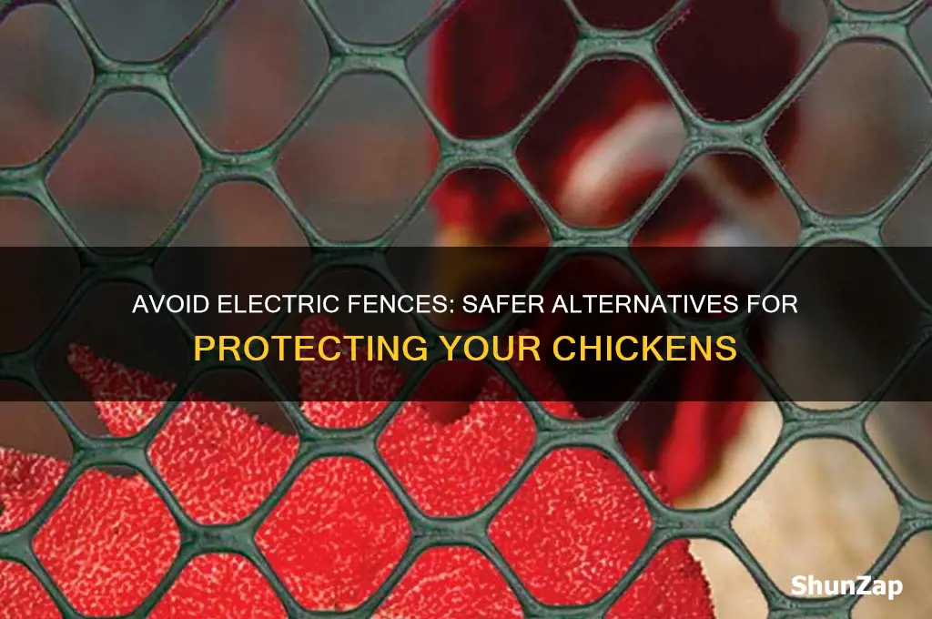 why to not use electric fence for chickens