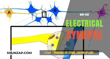 Electrical Synapses: Unlocking Faster, More Reliable Neural Communication