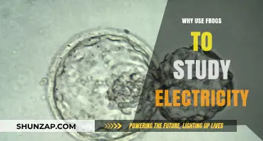 Frogs and Electricity: Unlocking Scientific Insights in Bioelectric Research