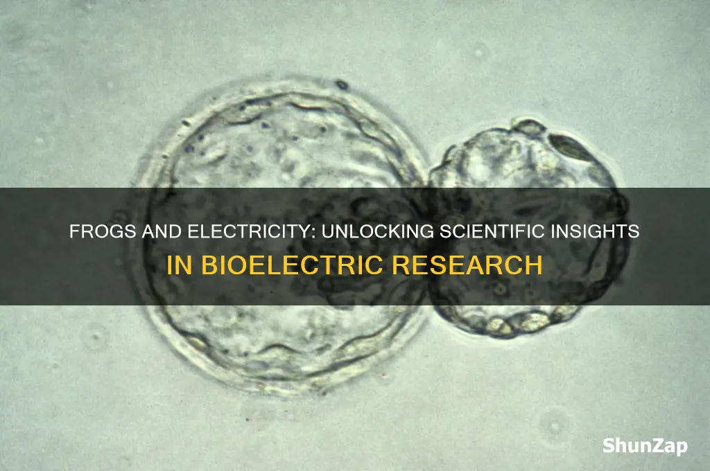 why use frogs to study electricity