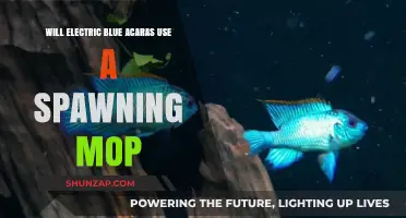 Electric Blue Acara Breeding: Spawning Mop Usage Explained
