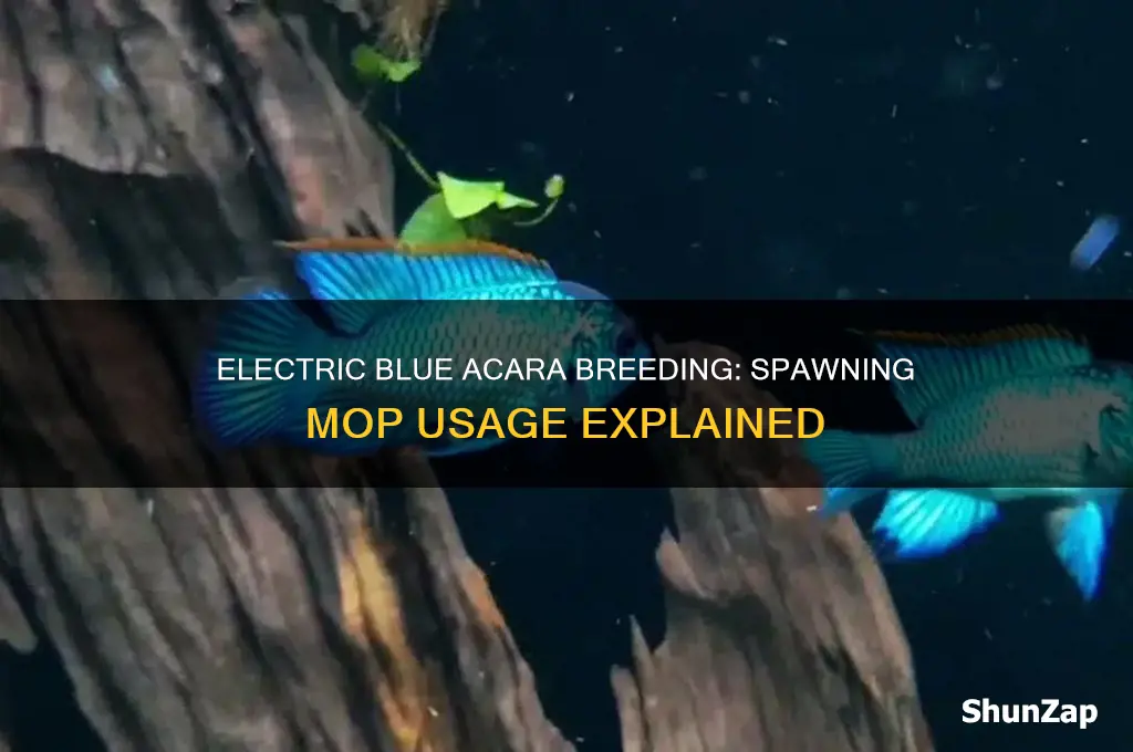 will electric blue acaras use a spawning mop